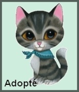 FILO, chaton mâle de 3 mois à adopter 2509196536